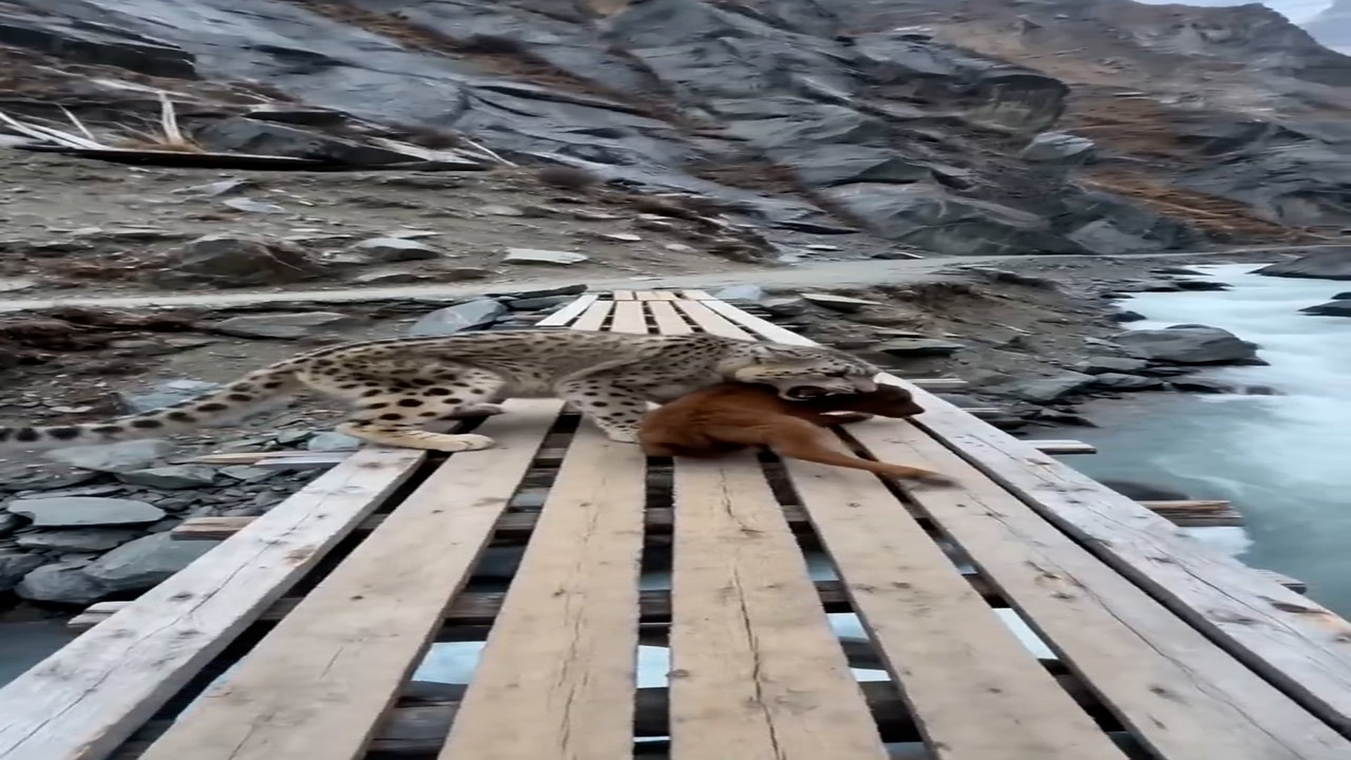 Full Video : N0508027_CRAZY moment a mother yak saves her calf a snow leopard!