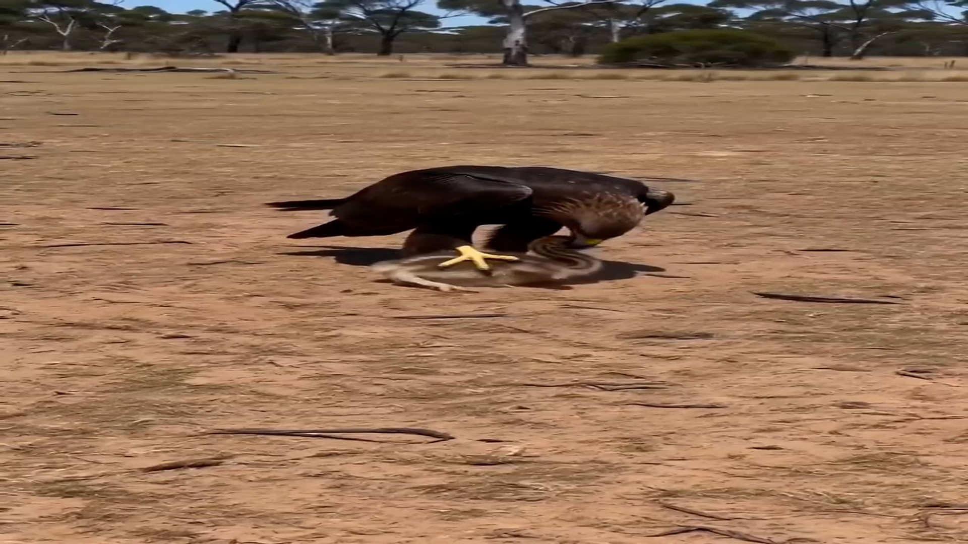 Full Video : N0508028_Don t EVER mess an emu dad!
