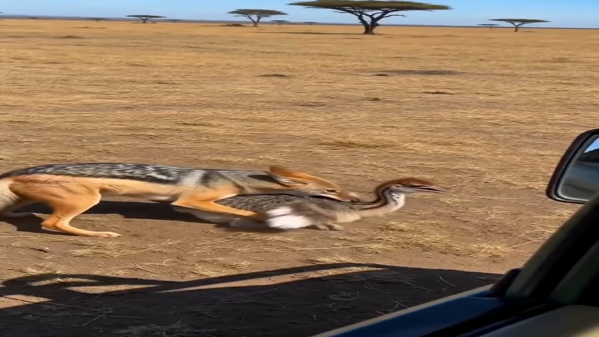 Full Video : N0508032_Furious Ostrich Mom saves her baby a jackal!