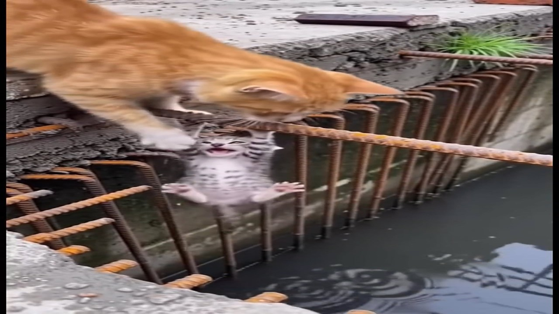 Full Video : N0508033_Heroic Rescue Mama Cat s Brave Leap to Save Her Baby