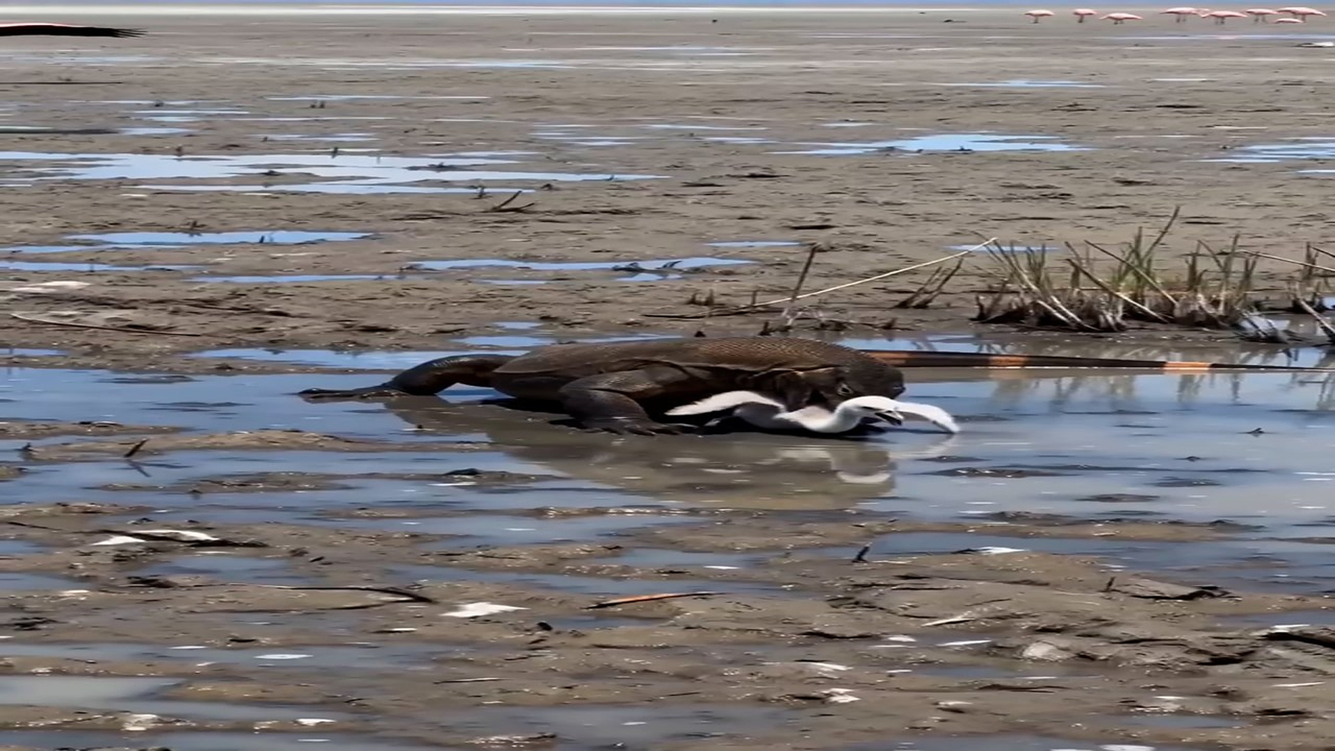 Full Video : N0508035_I can t believe I filmed this! Mama flamingo vs. giant lizard!