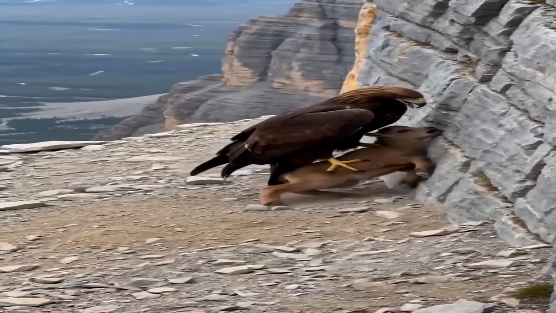 Full Video : N0508036_mama goat wasn t letting an eagle take her baby!