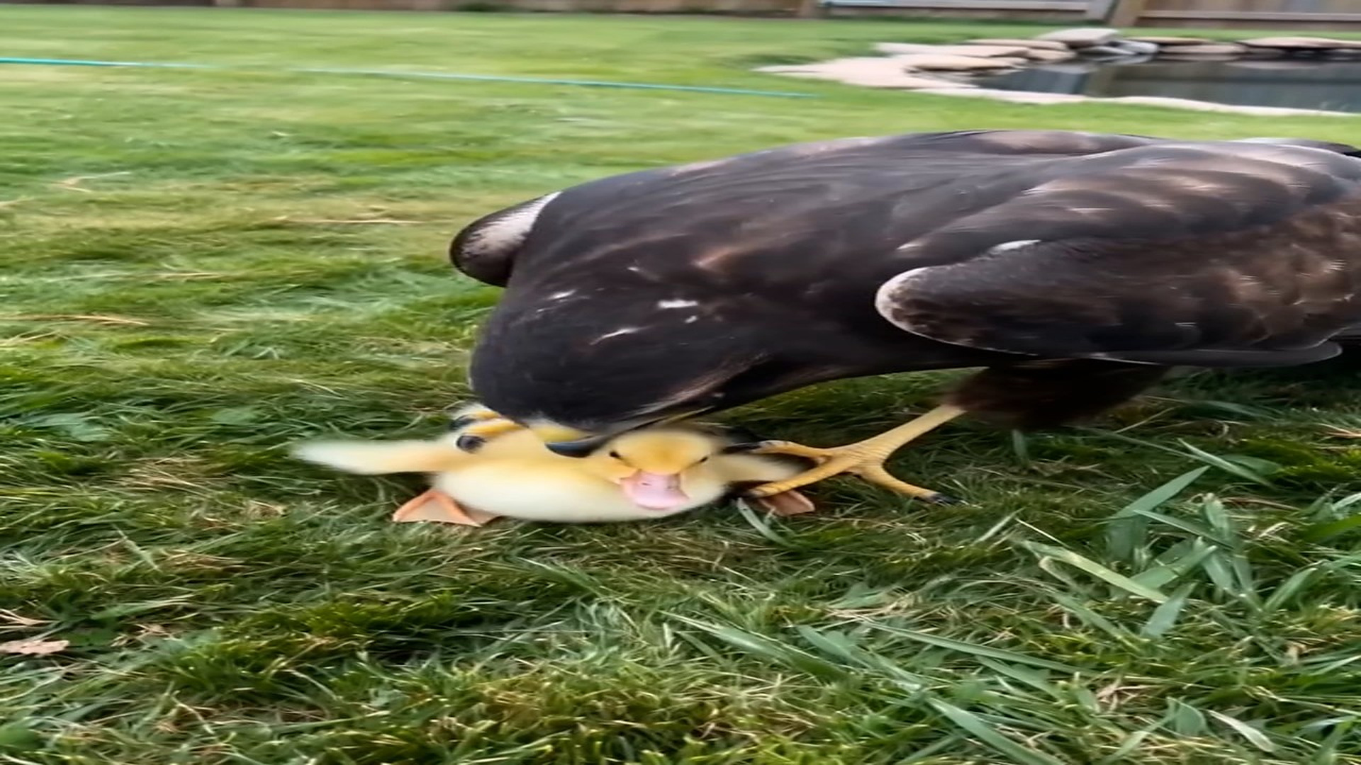 Full Video : N0508039_My brave dog just saved duckling an eagle!