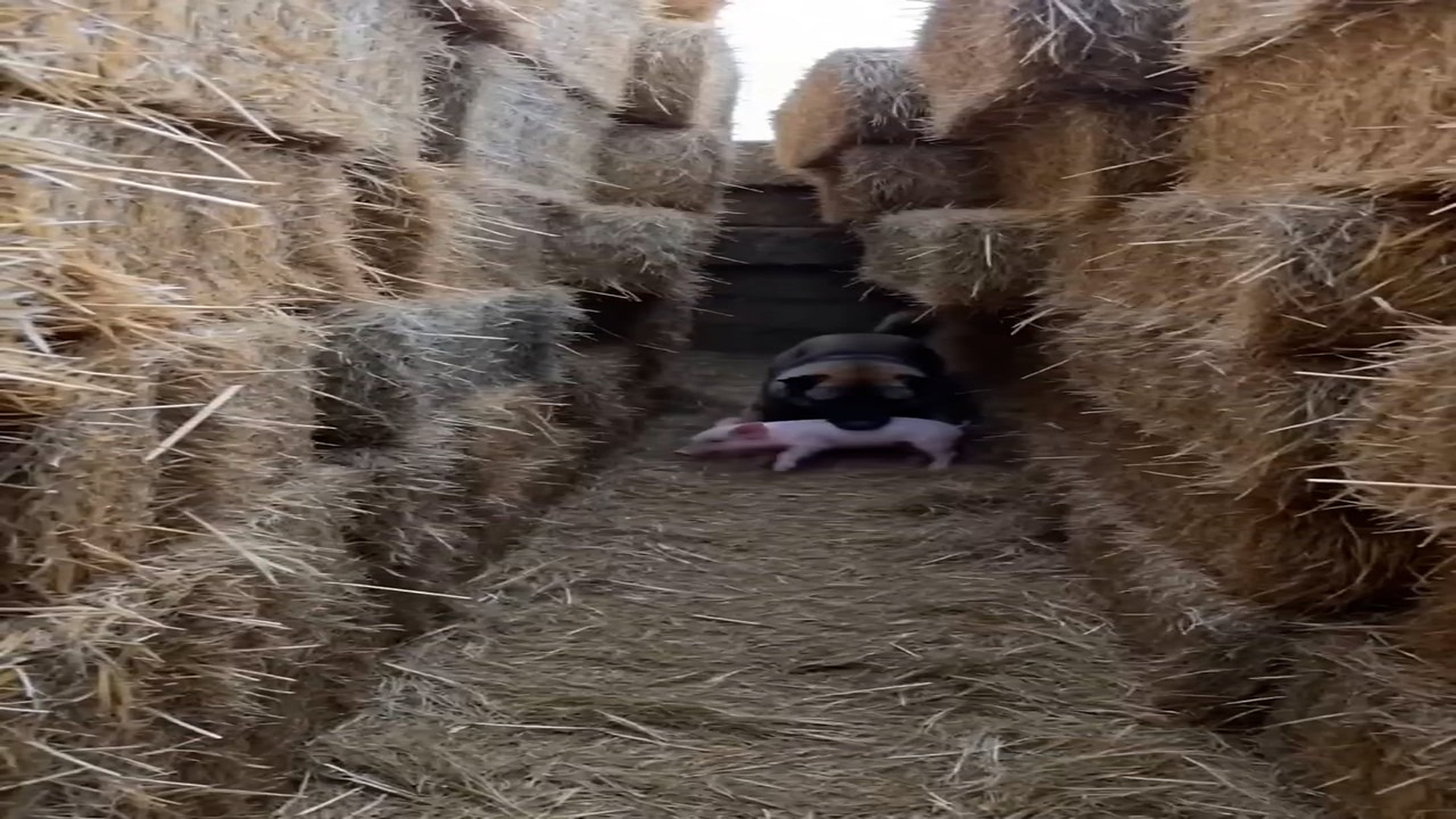 Full Video : N0508045_You DON T mess mama pig s baby!