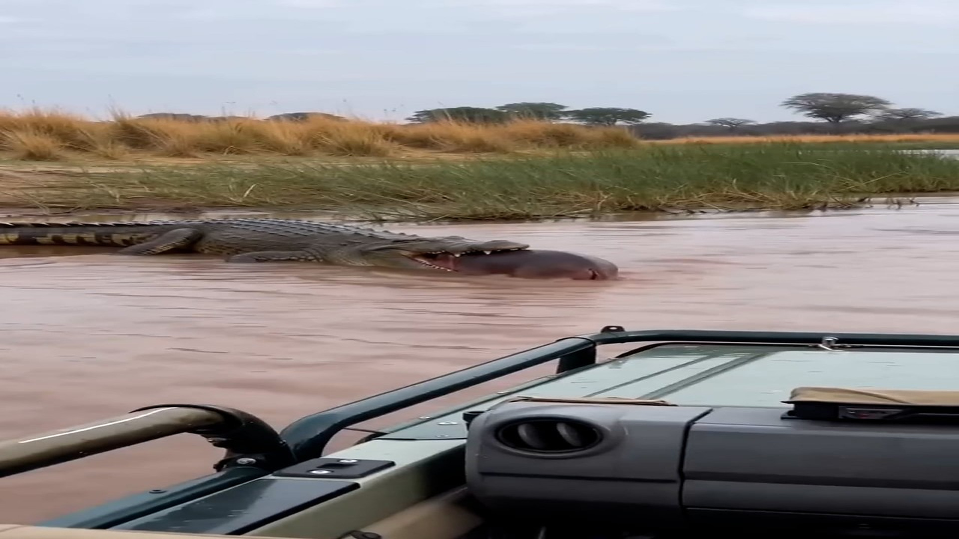 Full Video : N0508046_You will NOT believe what I just witnessed. Mama hippo rage!