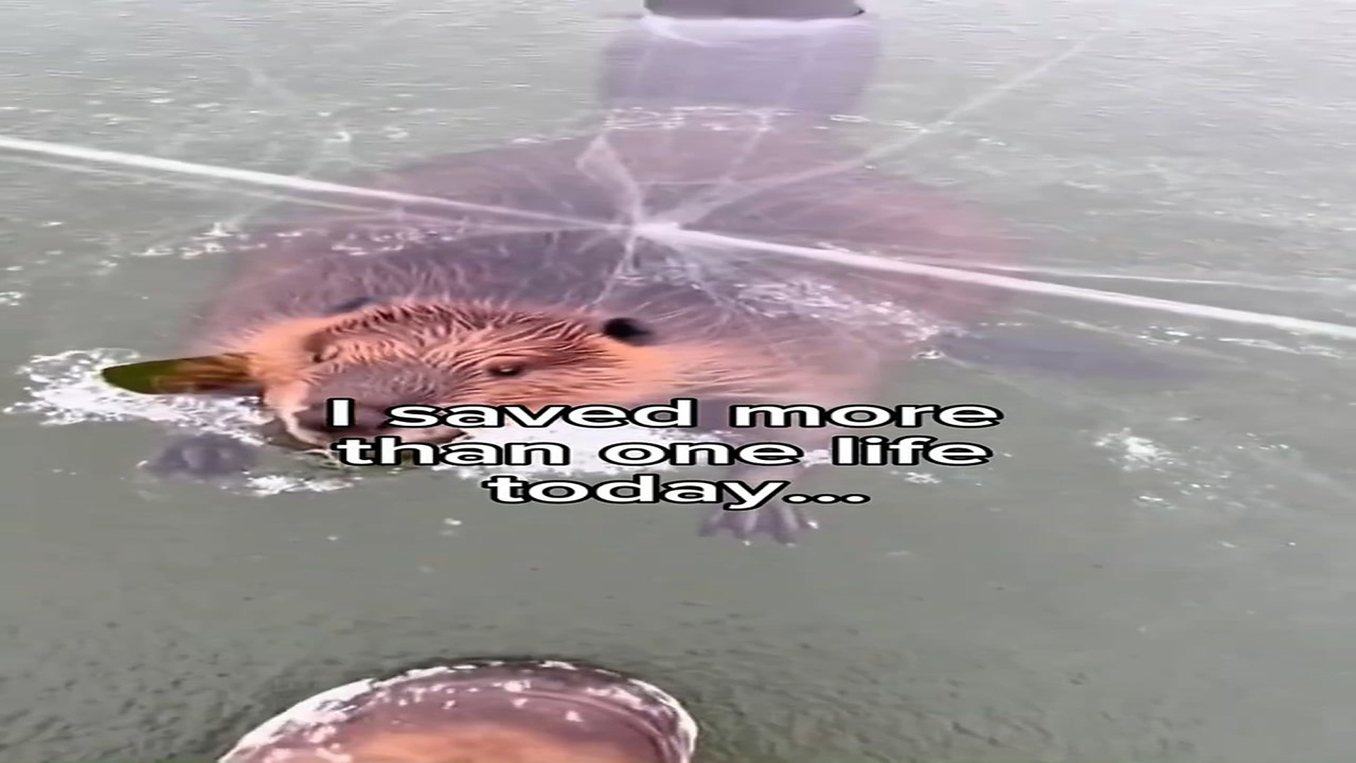Full Video : N0708064_We saved a beaver a frozen lake #wholesome #animals