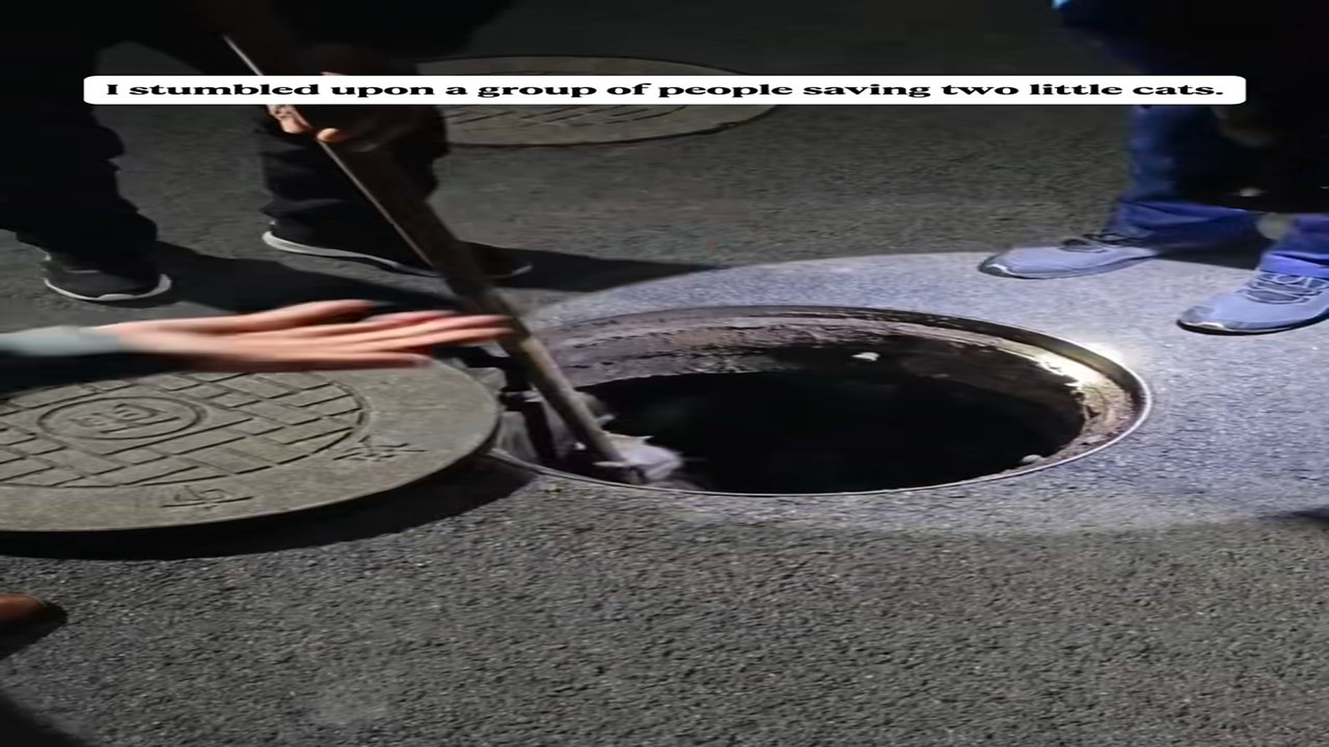 Full Video : N0708063_We rescued a pair of sister kittens a sewer.#rescueanimals #cat