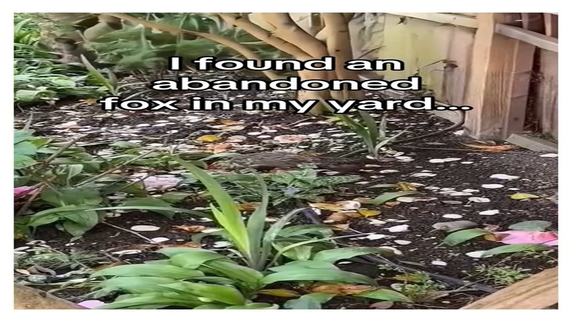 Full Video : N0708052_They played in same grass I found her #wholesome #animals