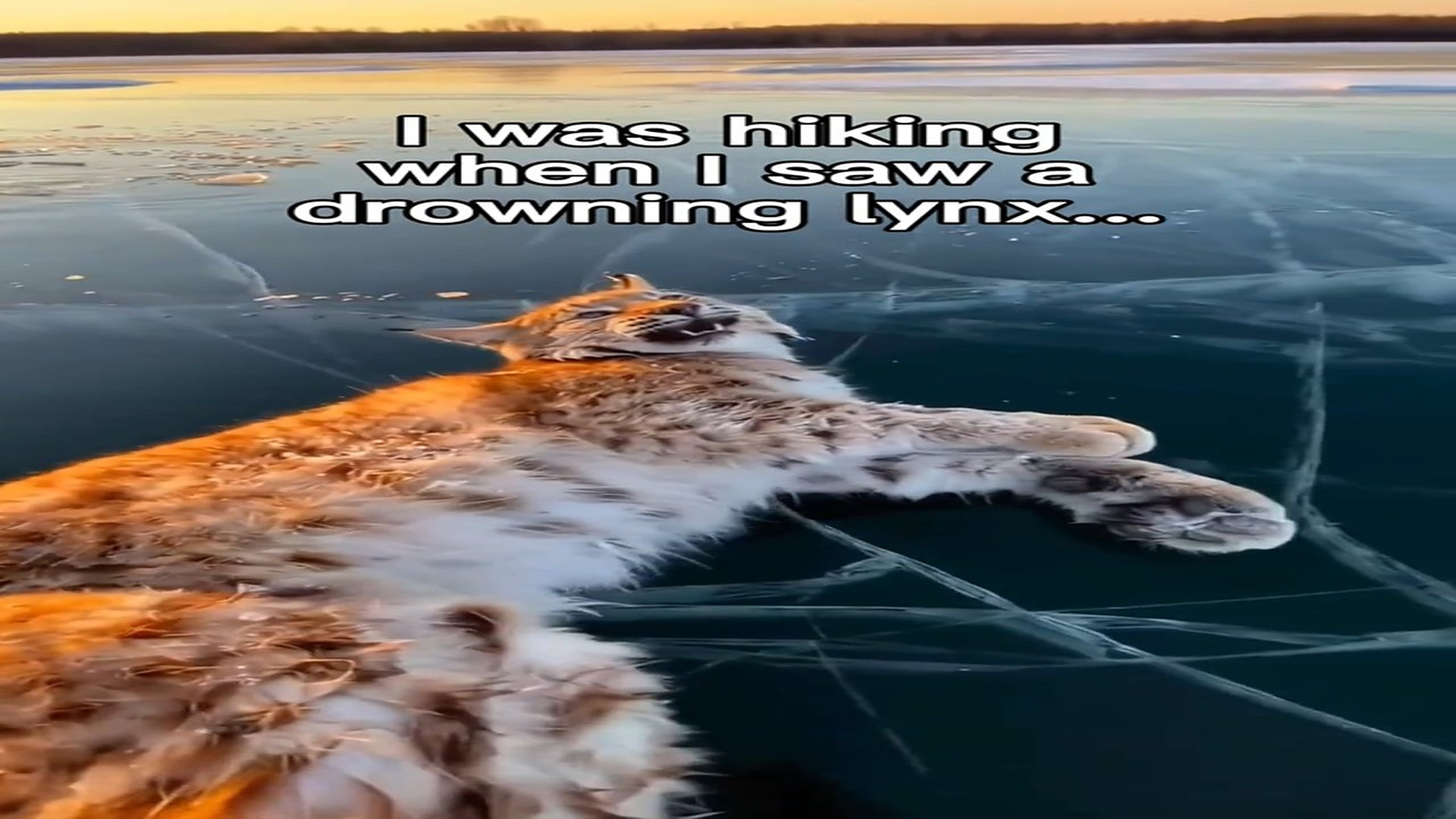 Full Video : N0708051_Some stories are written by nature herself #wholesome #animals