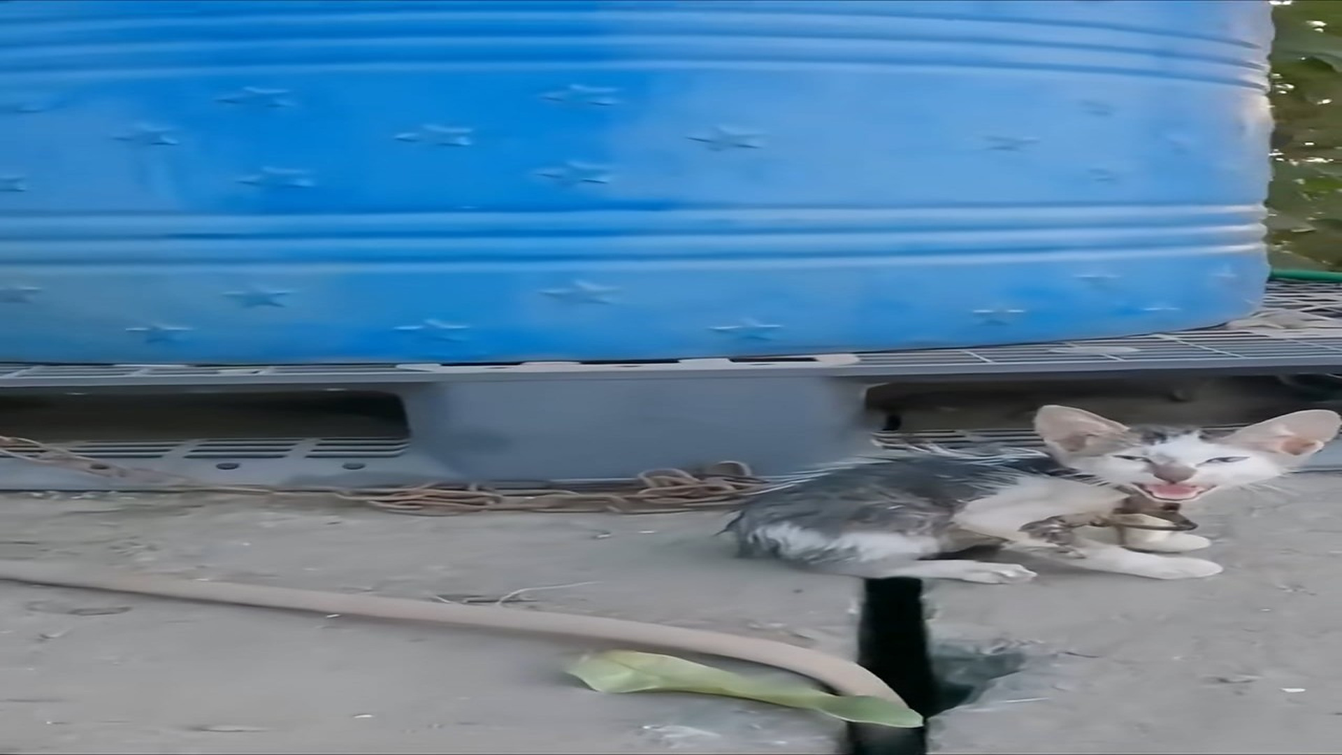 Full Video : N0708041_Save kittens chained in lonely places #CuteKitten #AdorablePets