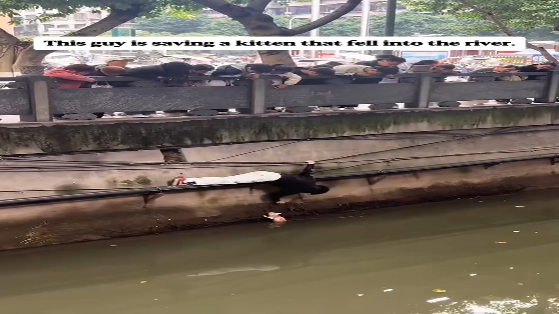 Full Video : N0708039_Rescue Saving a kitten River.#rescueanimals #cat #rescue