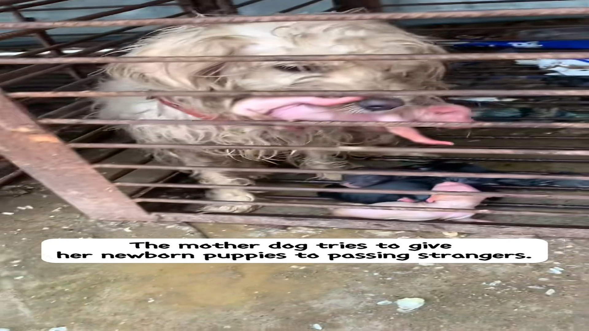 Full Video : N0708032_mama dog is trying to give her newborn puppies to people walking