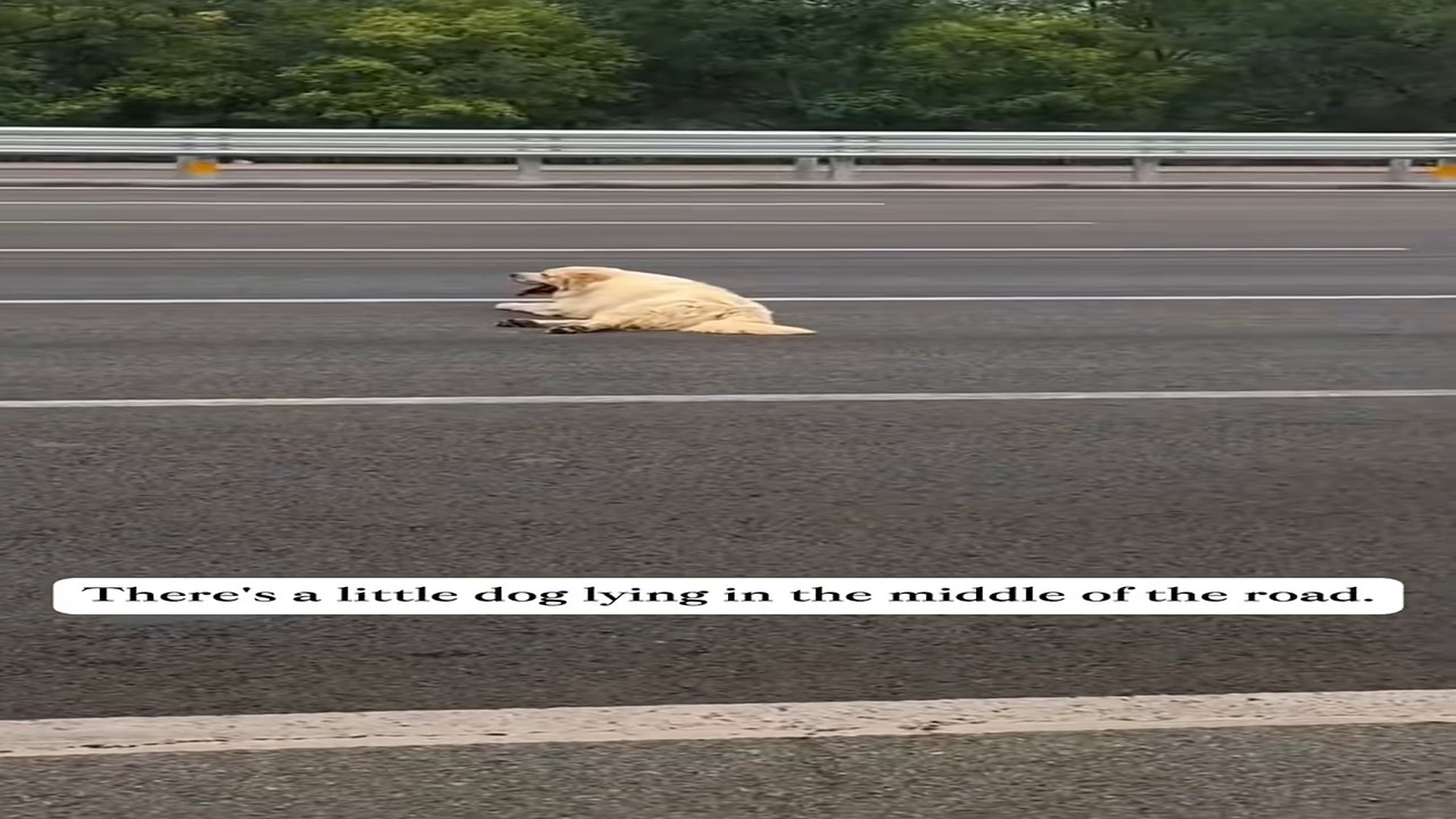 Full Video : N0708024_I wonder what sweet thing must have seen in its past.#rescuedogs