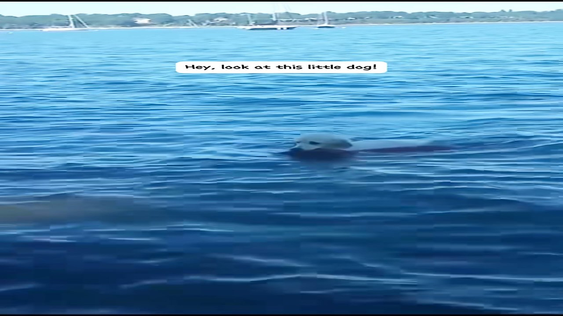 Full Video : N0708030_little dog has rescued sika deer to shore.What an exciting m