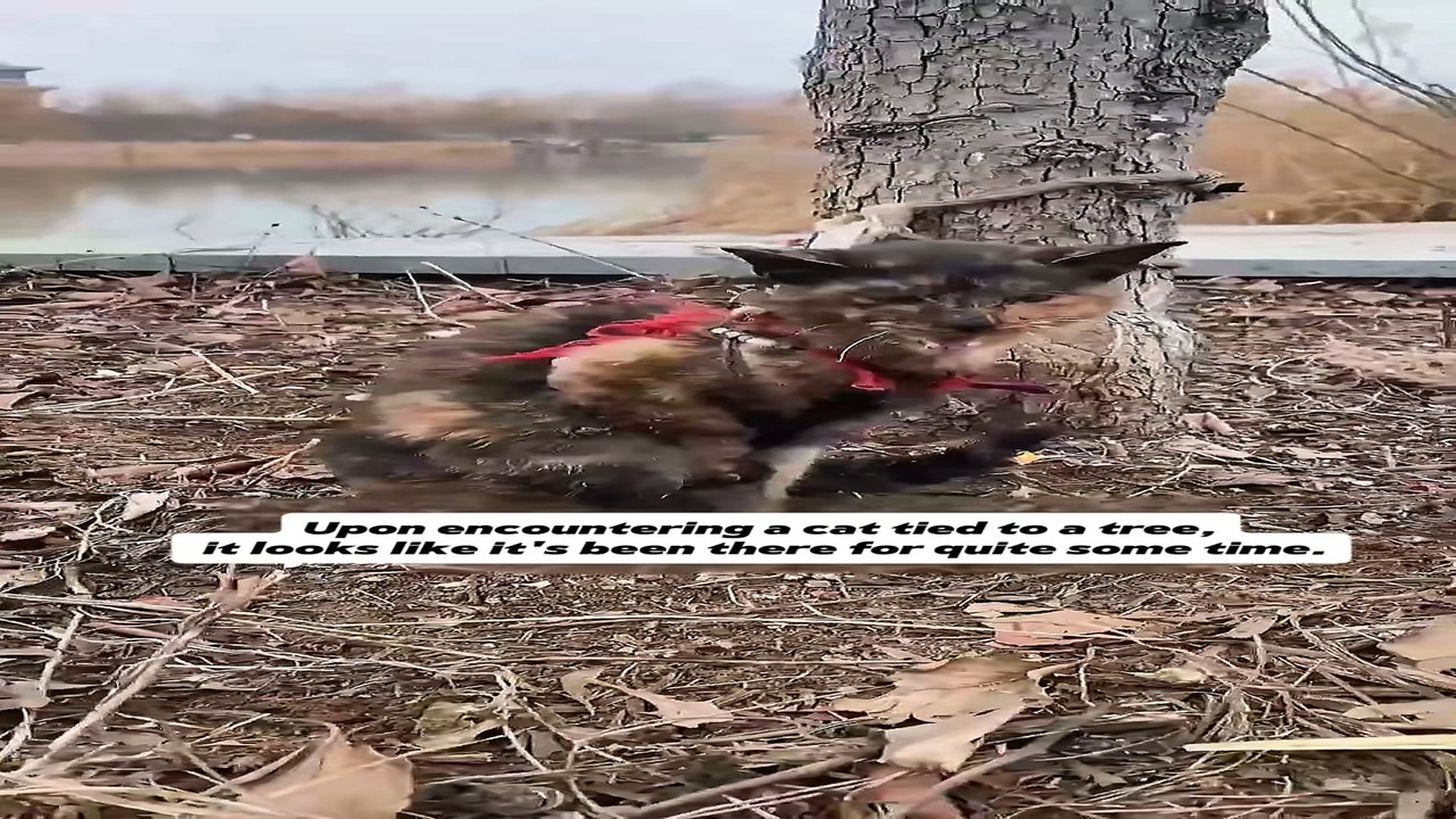Full Video : N0708026_It s obvious little kitten has been tied to tree a