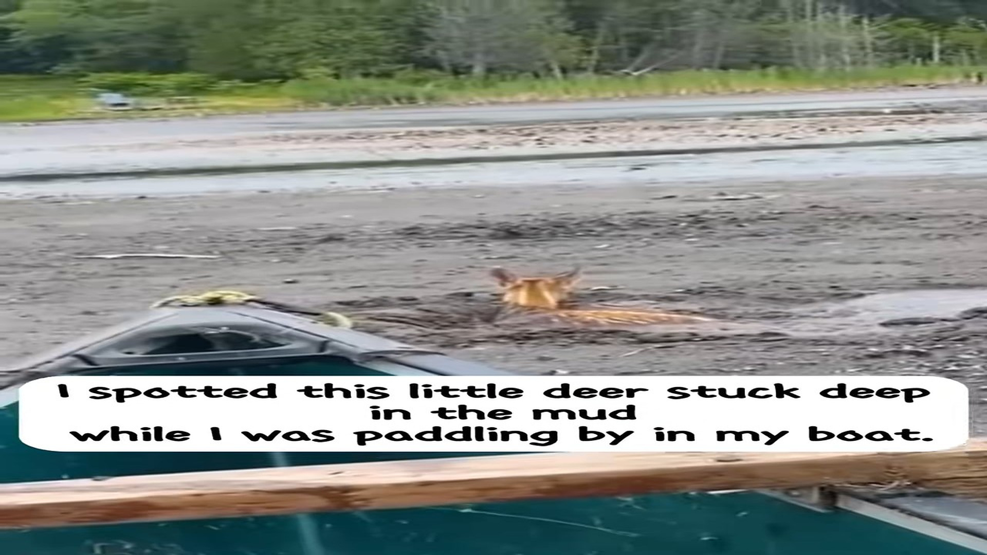 Full Video : N0708023_I saw a little deer stuck in mud while I was out padding my boat