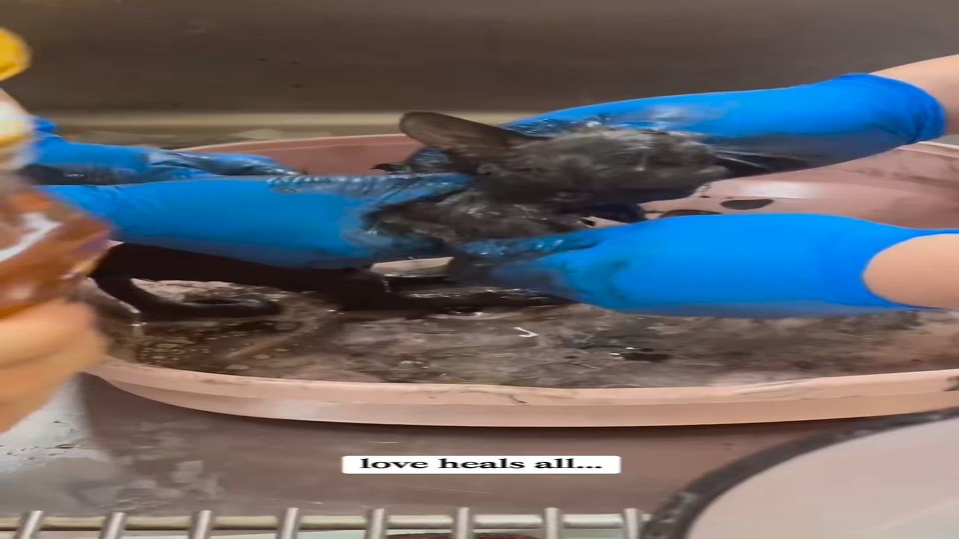 Full Video : N0708019_I rescued a cat covered in black oil, its true appearance is very