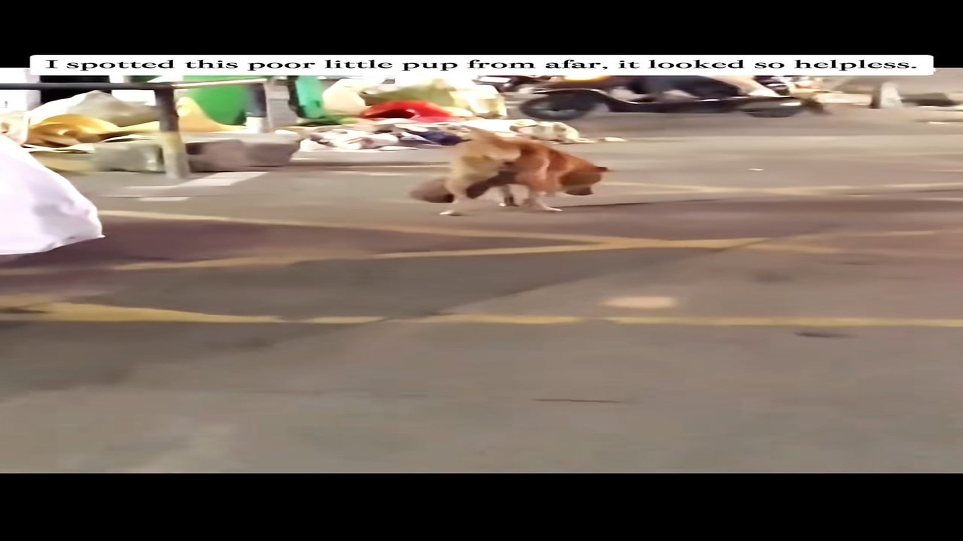 Full Video : N0708017_I came across a dog a tumor.#rescue #animals #dog #puppy