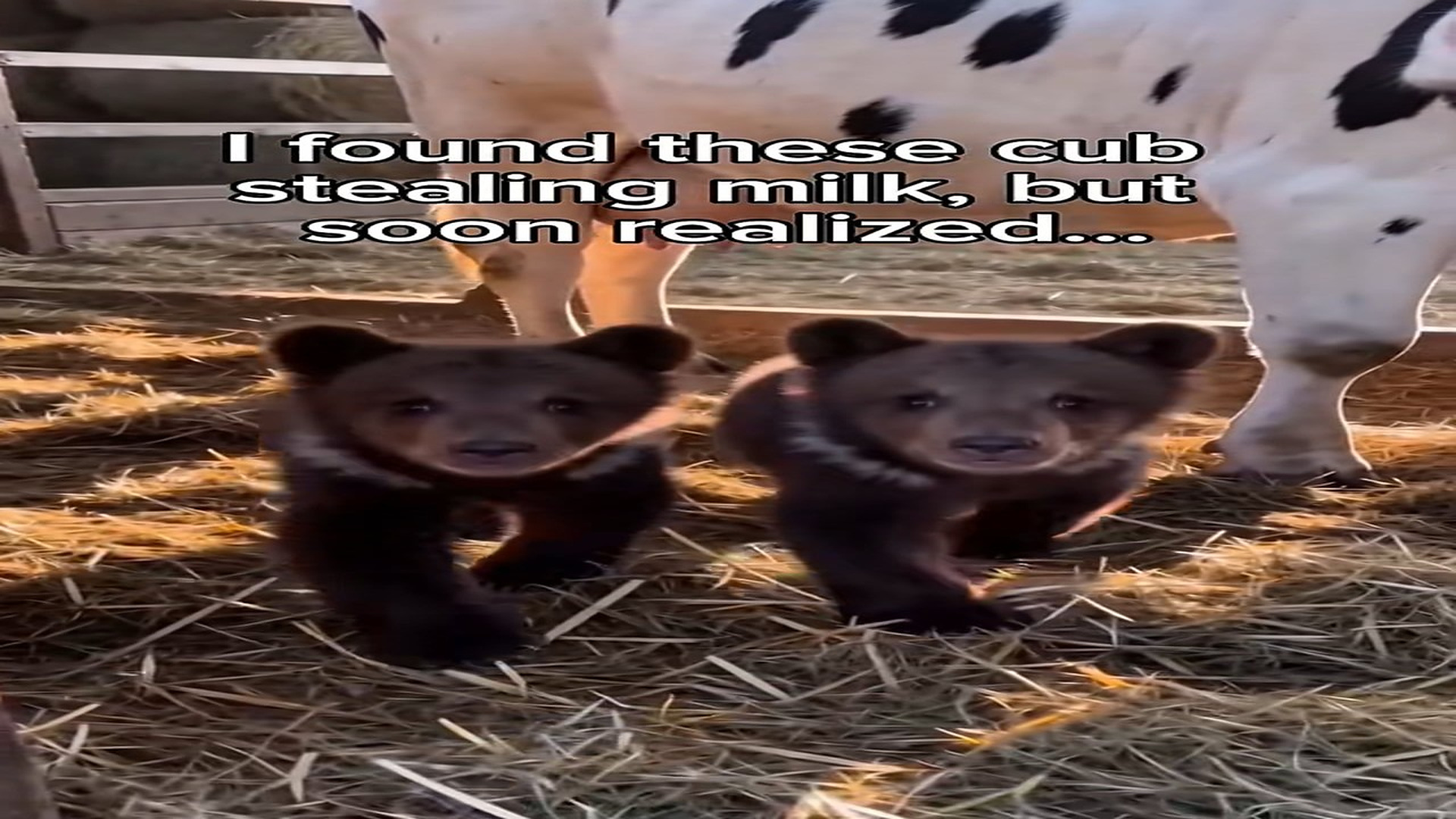 Full Video : N0708016_Happy Mother s Day to all mothers who stepped up those who di
