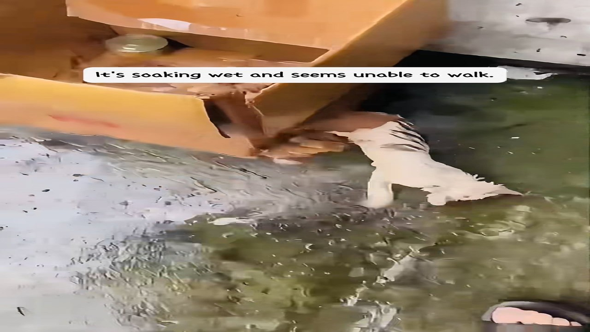 Full Video : N0708013_Encountered a cat heterochromia a fractured leg on a rainy d