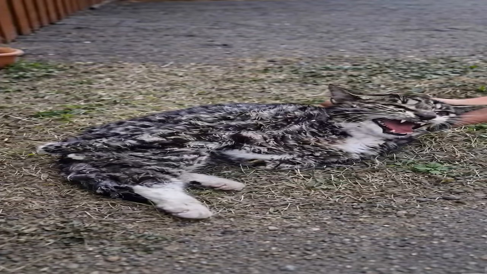 Full Video : N0708014_He hid under the houses, emaciated, shaking and especially