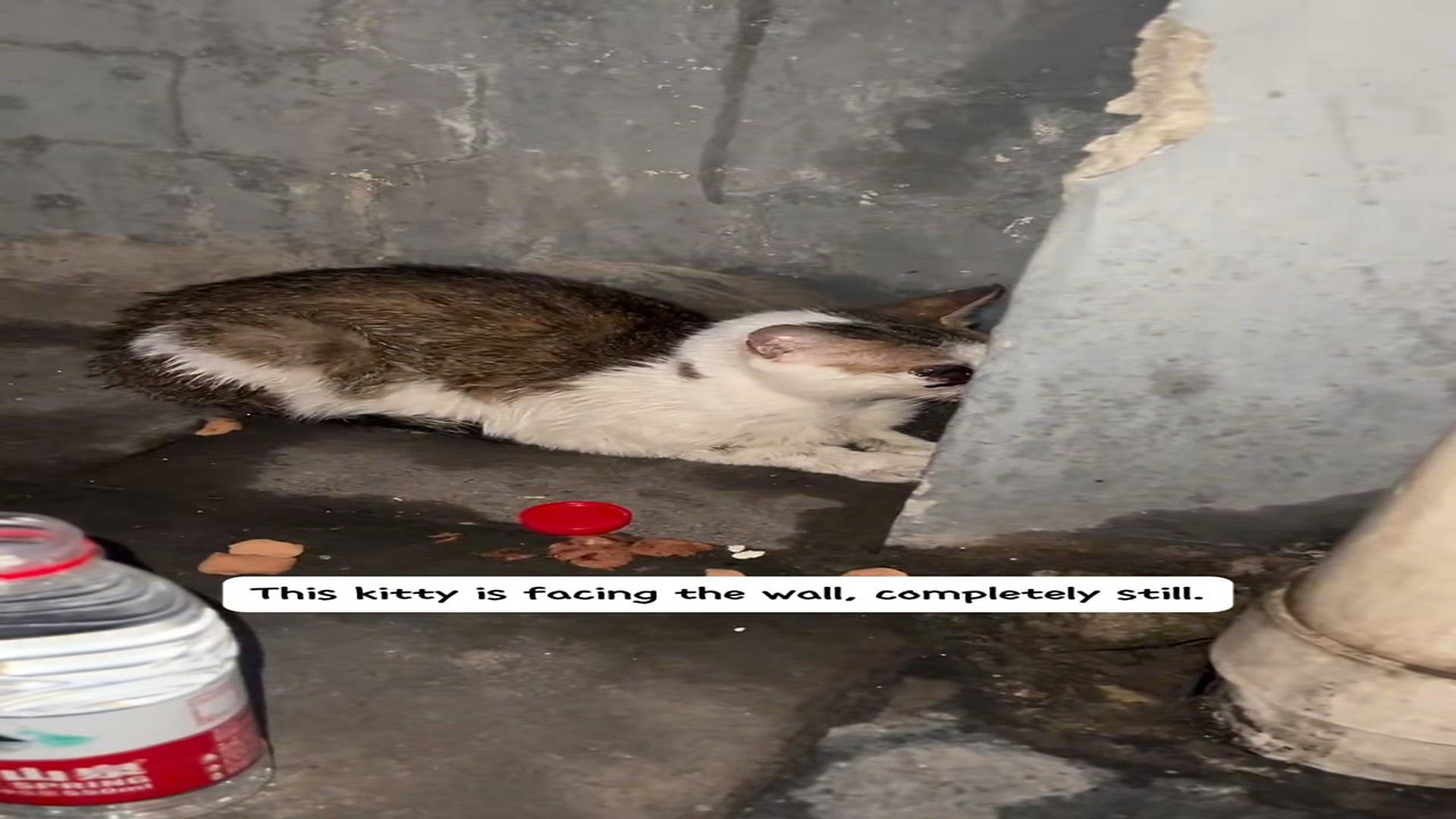 Full Video : N0708012_Encountered a cat blind eyes.#rescue #rescueanimals #fyp #petsof