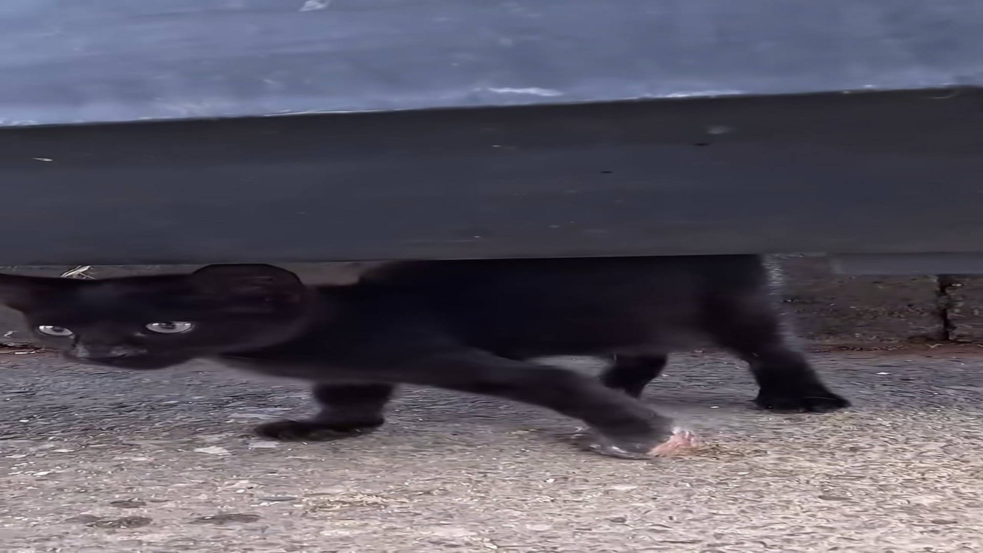 Full Video : N0708009_Blackies Stativ hat ein neues Leben erhalten #CuteKitten #KittenLove