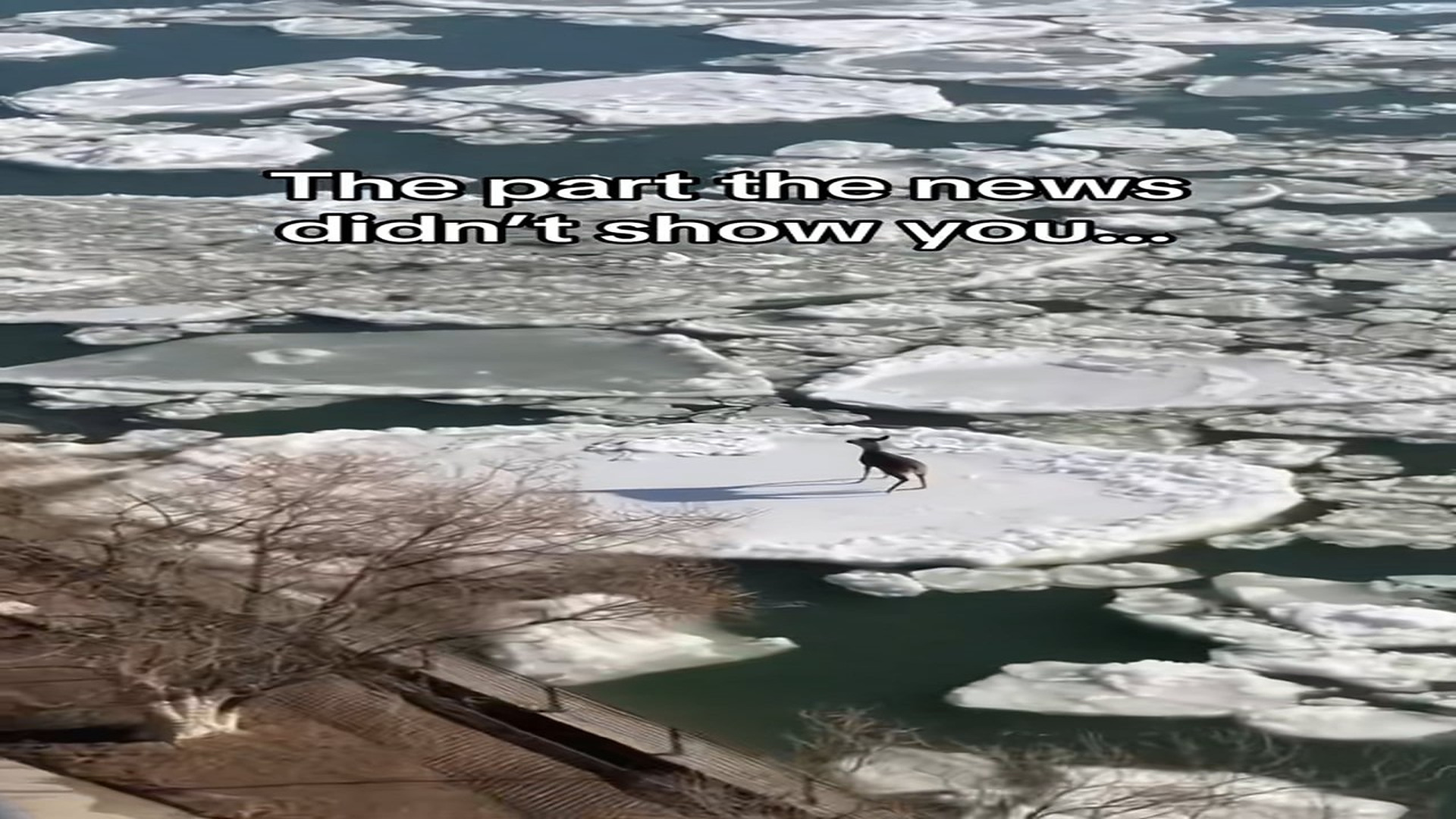 Full Video : N0708010_Did you see news story #wholesome #animal
