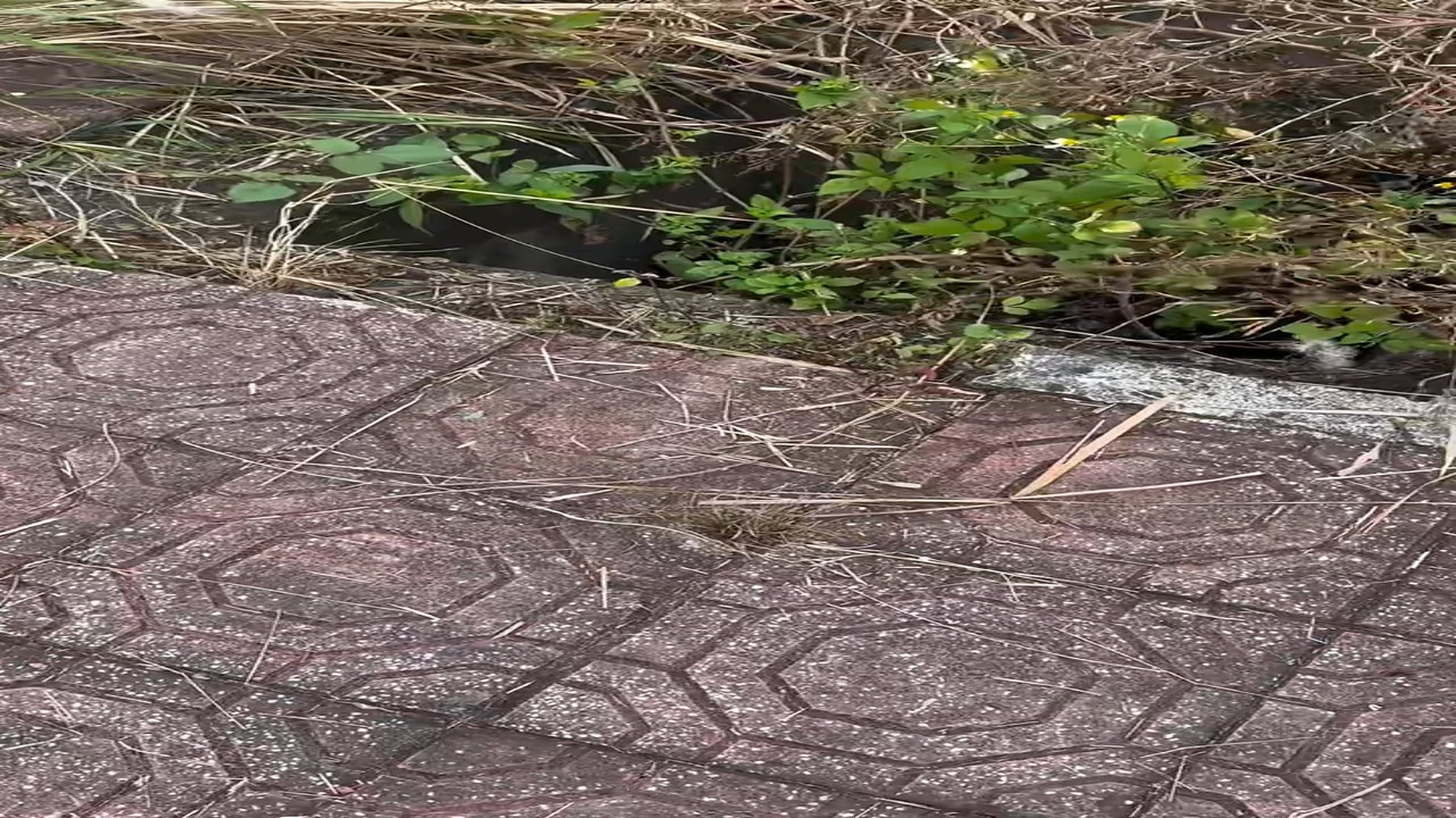 Full Video : N0708001_#CuteKitten #AdorablePets #PetTok #KittenLove #PetAdventures #KittenV