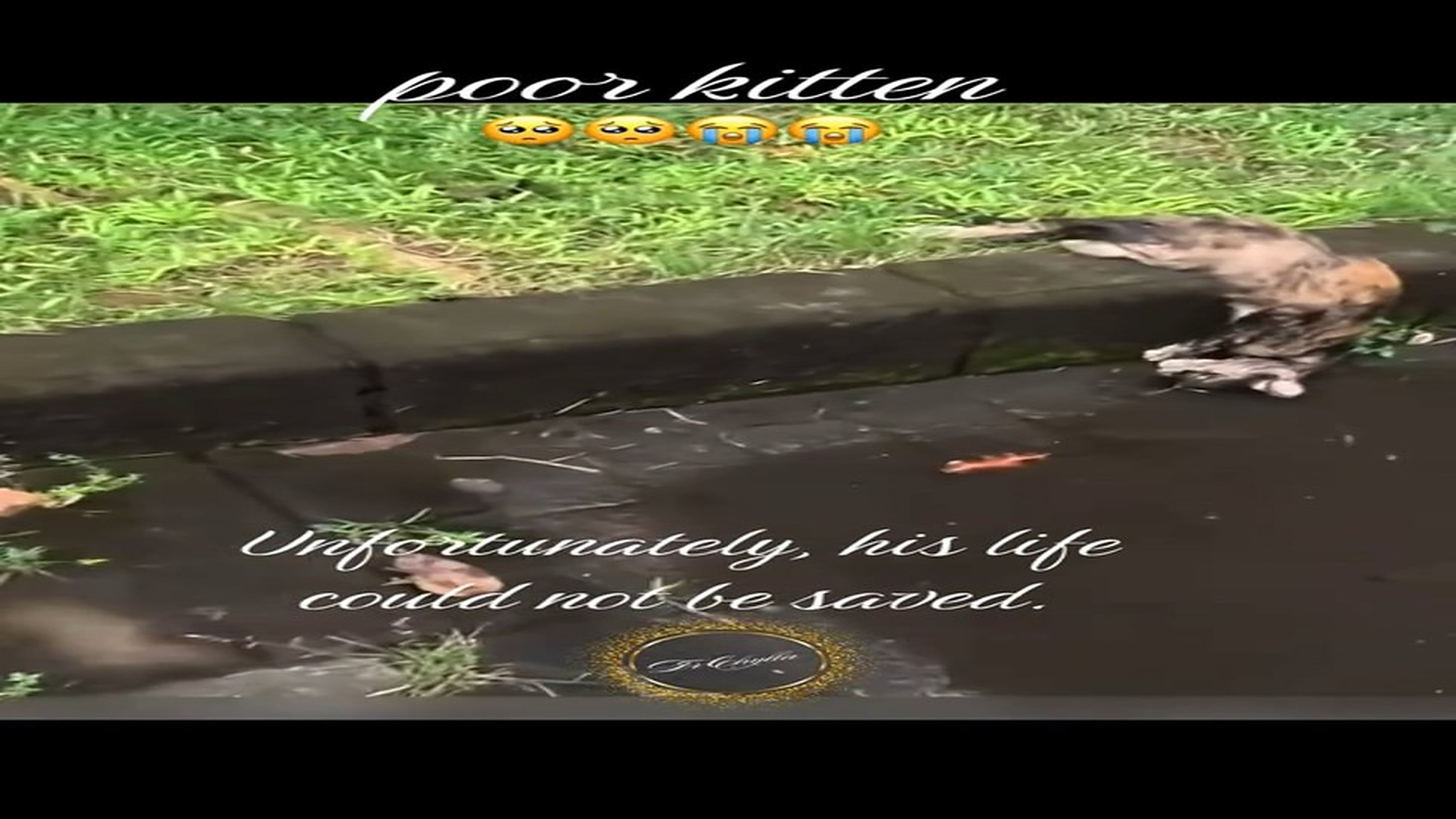 Full Video : N1008023_#kitten #rescue #rescueanimals #animalsoftiktok #lover (1)