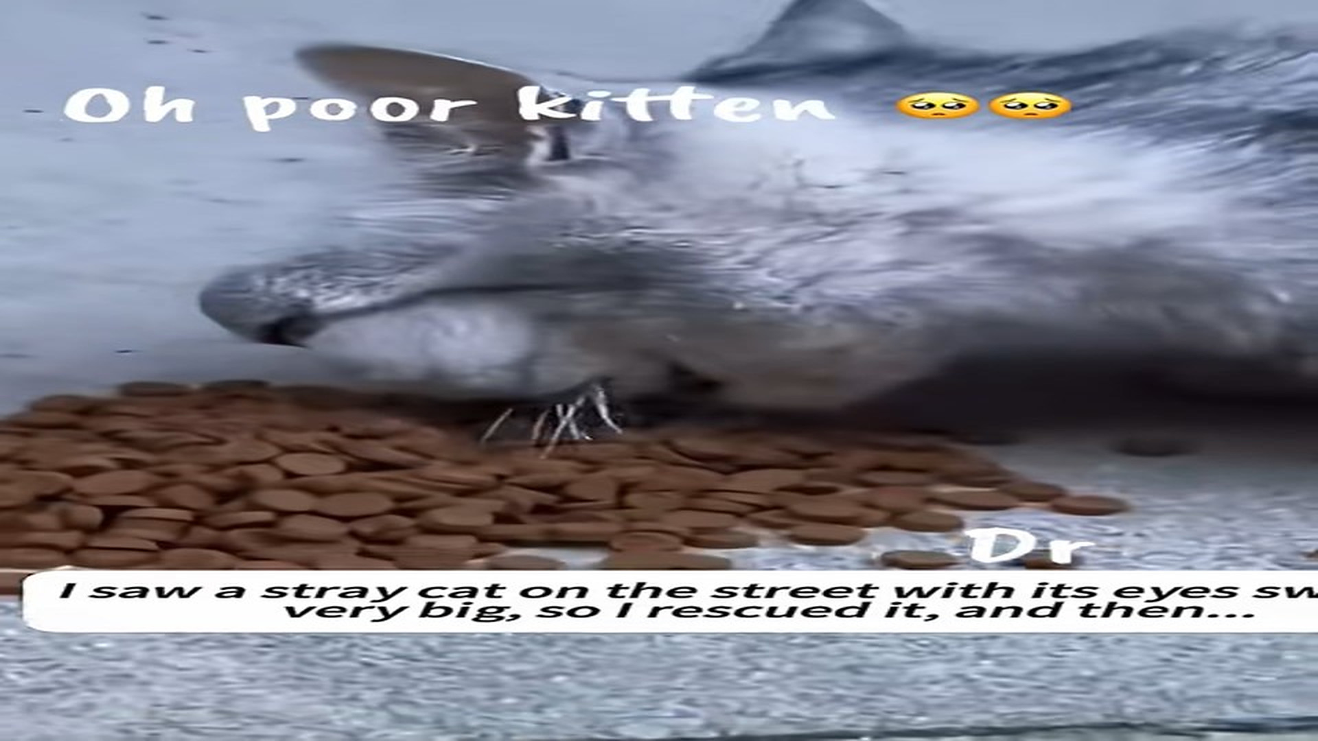 Full Video : N1008021_#kitten #rescue #animal #lover #petsoftiktok (1)