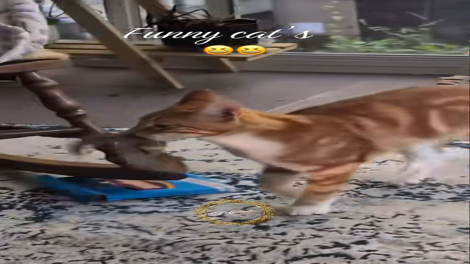 Full Video : N1008018_#funnycat #rescue #rescueanimals #animalsoftiktok #flypシ