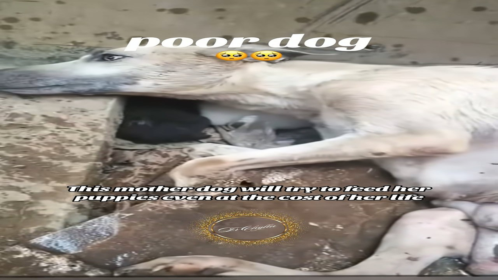 Full Video : N1008013_#dog #rescue #rescueanimals #animalsoftiktok #lover (3)