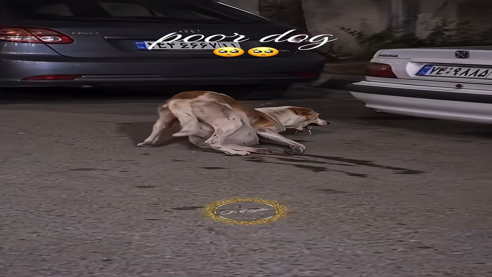 Full Video : N1008015_#dog #rescue #rescueanimals #lover #animalsoftiktok