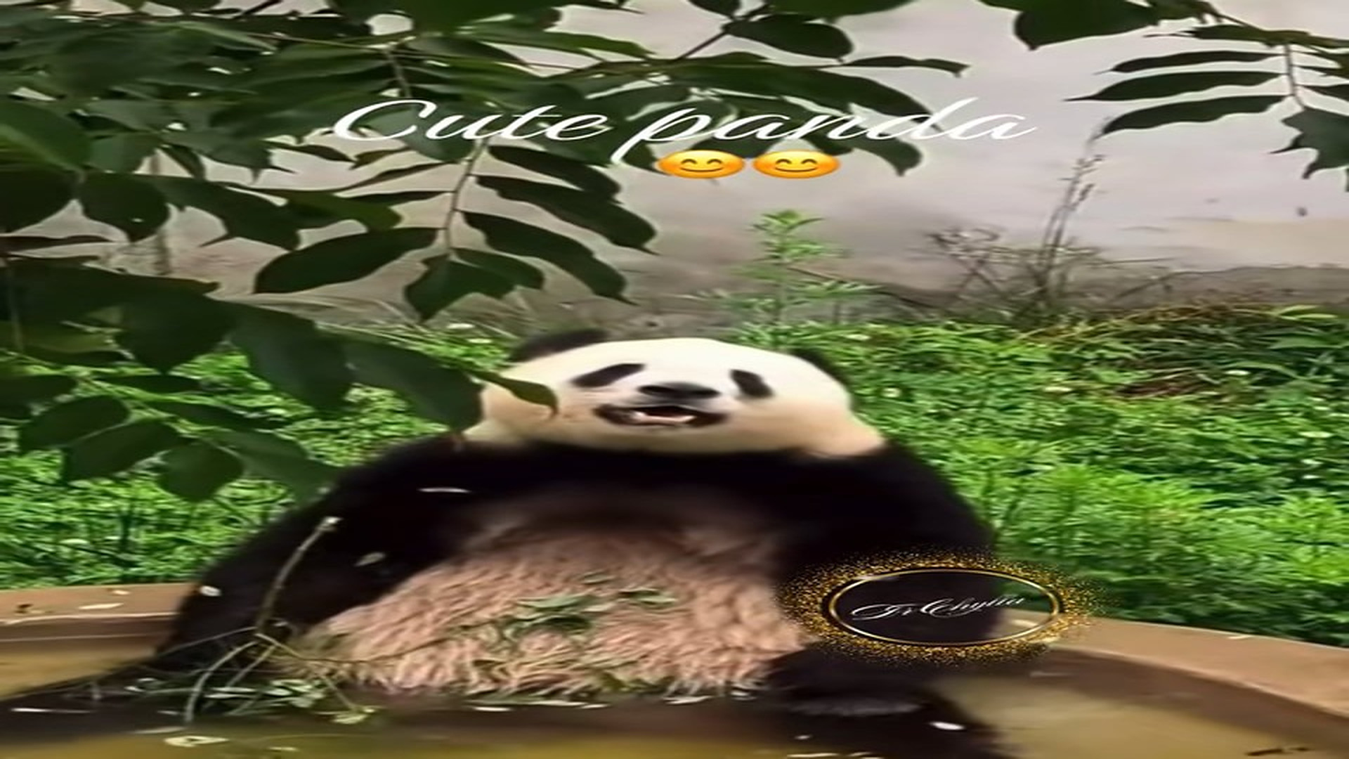Full Video : N1008006_#cutepanda #rescue #animal #lover #petsoftiktok