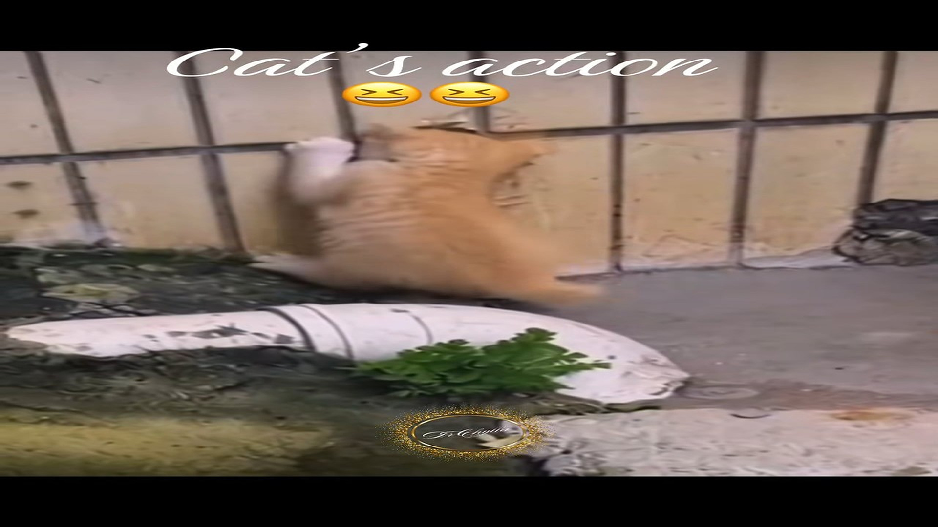 Full Video : N1008003_#cat #rescue #rescueanimals #animalsoftiktok #lover