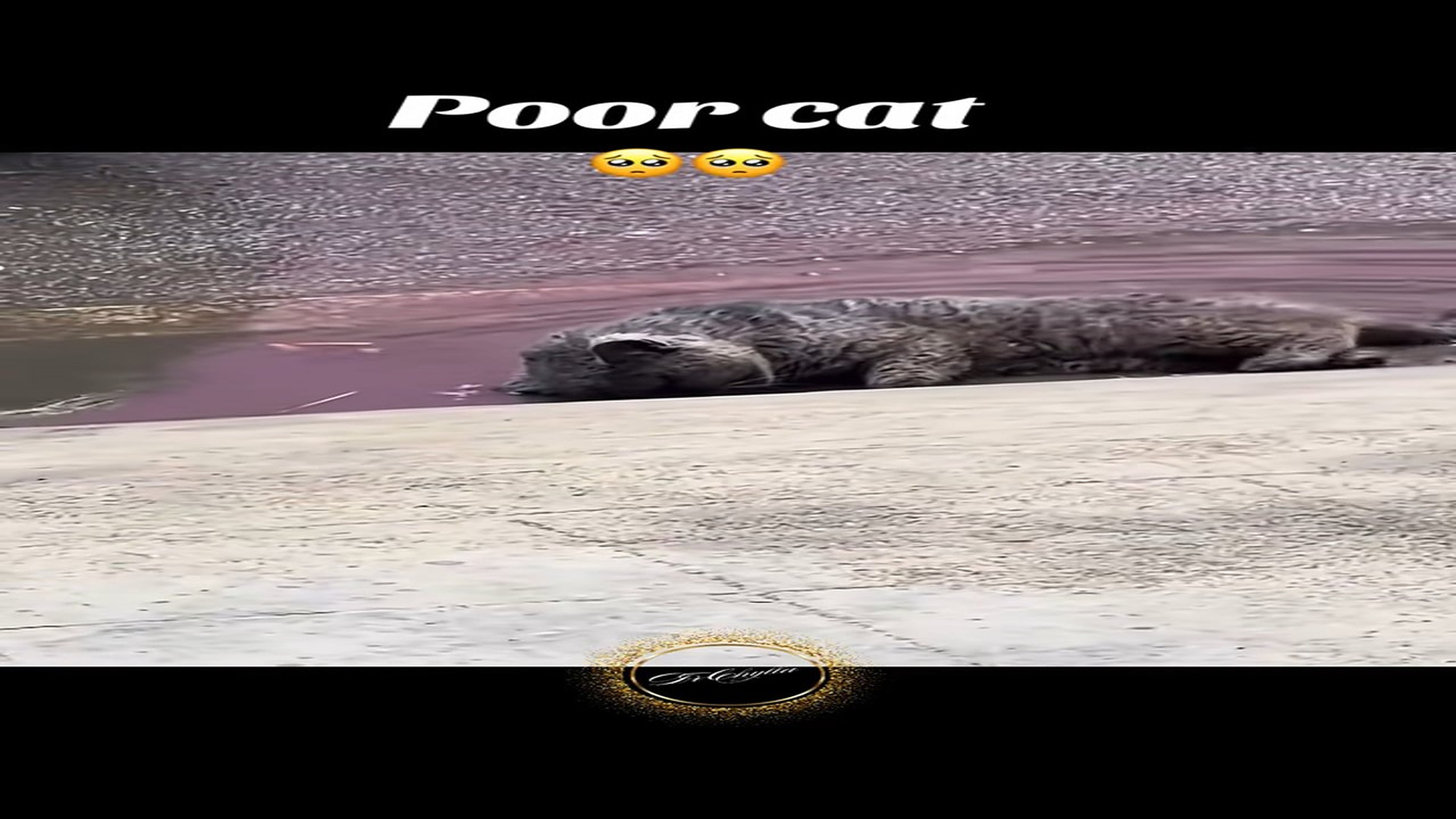 Full Video : N1008004_#cat #rescue #rescueanimals #lover #animalsoftiktok