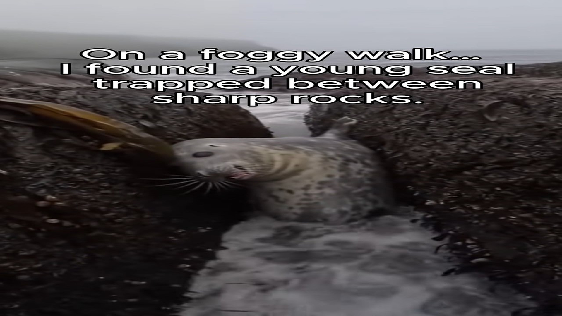 Full Video : N0808047_You Won t Believe Seal s #seal #animal #animallover #w
