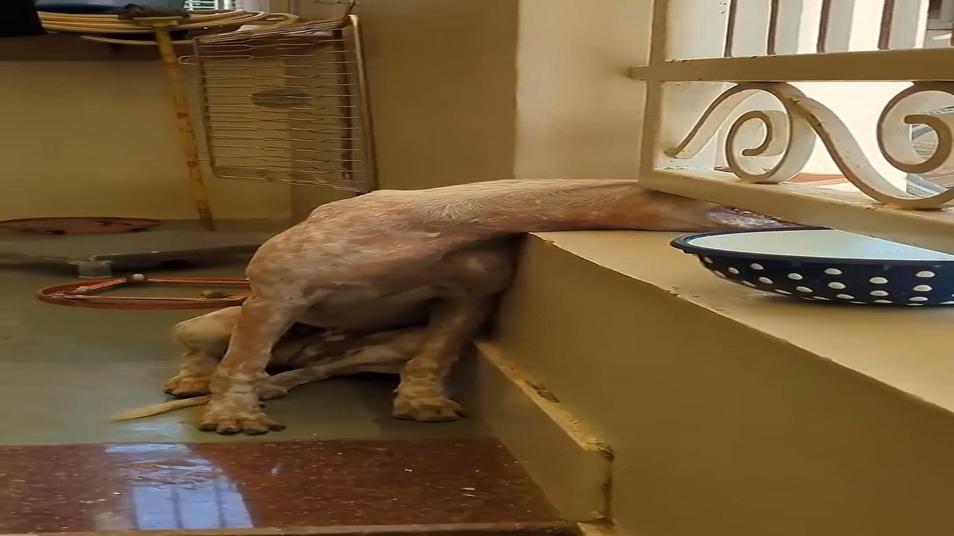 Full Video : N0808043_Stray Dog Rescued After Head Gets Stuck in Fence