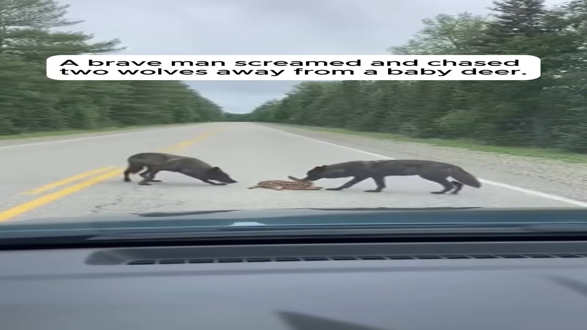 Full Video : N0808046_Two Wolves Surrounded A Fawn Until He Saved Her #wholesome #animals