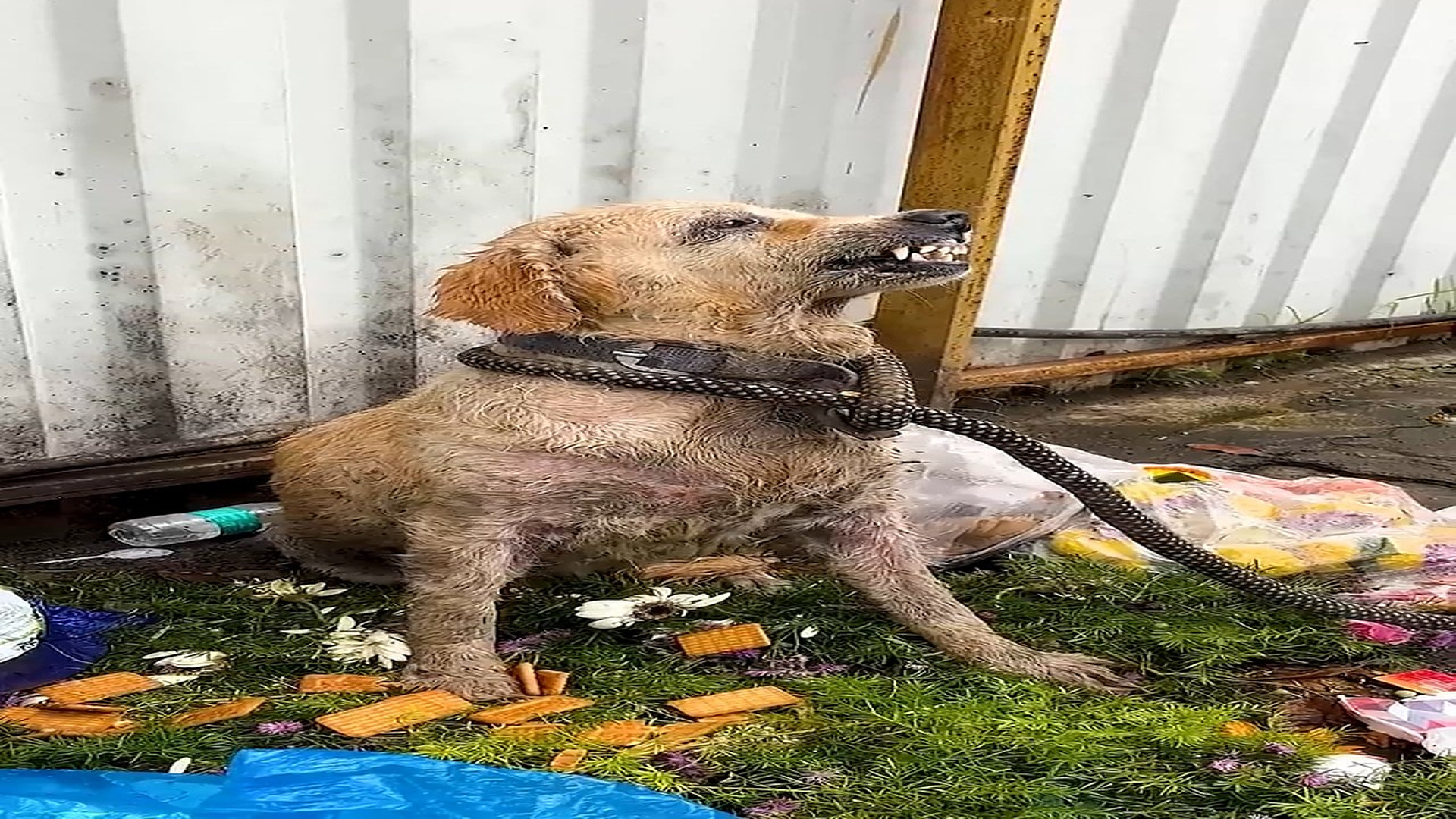 Full Video : N0808037_Rescue of a Heartbroken Scared Abandoned Dog