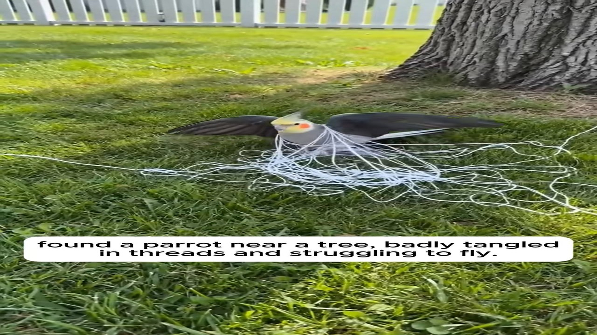 Full Video : N0808041_She Saved A Helpless Bird Became Of Its Family #rescue #lov