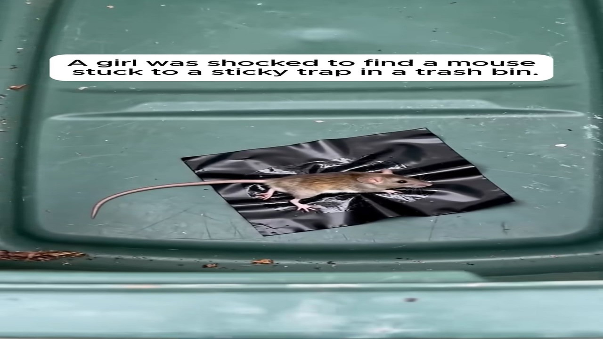 Full Video : N0808039_She Gently Freed A Terrified Mouse A Sticky Trap #love #wholeso