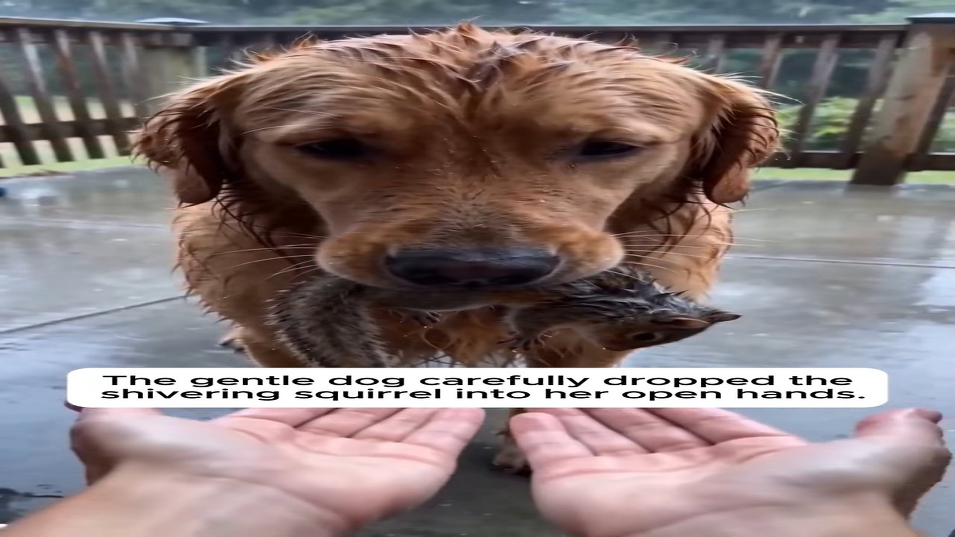 Full Video : N0808036_Her Dog Walked In Rain Holding A Tiny Surprise #wholesome