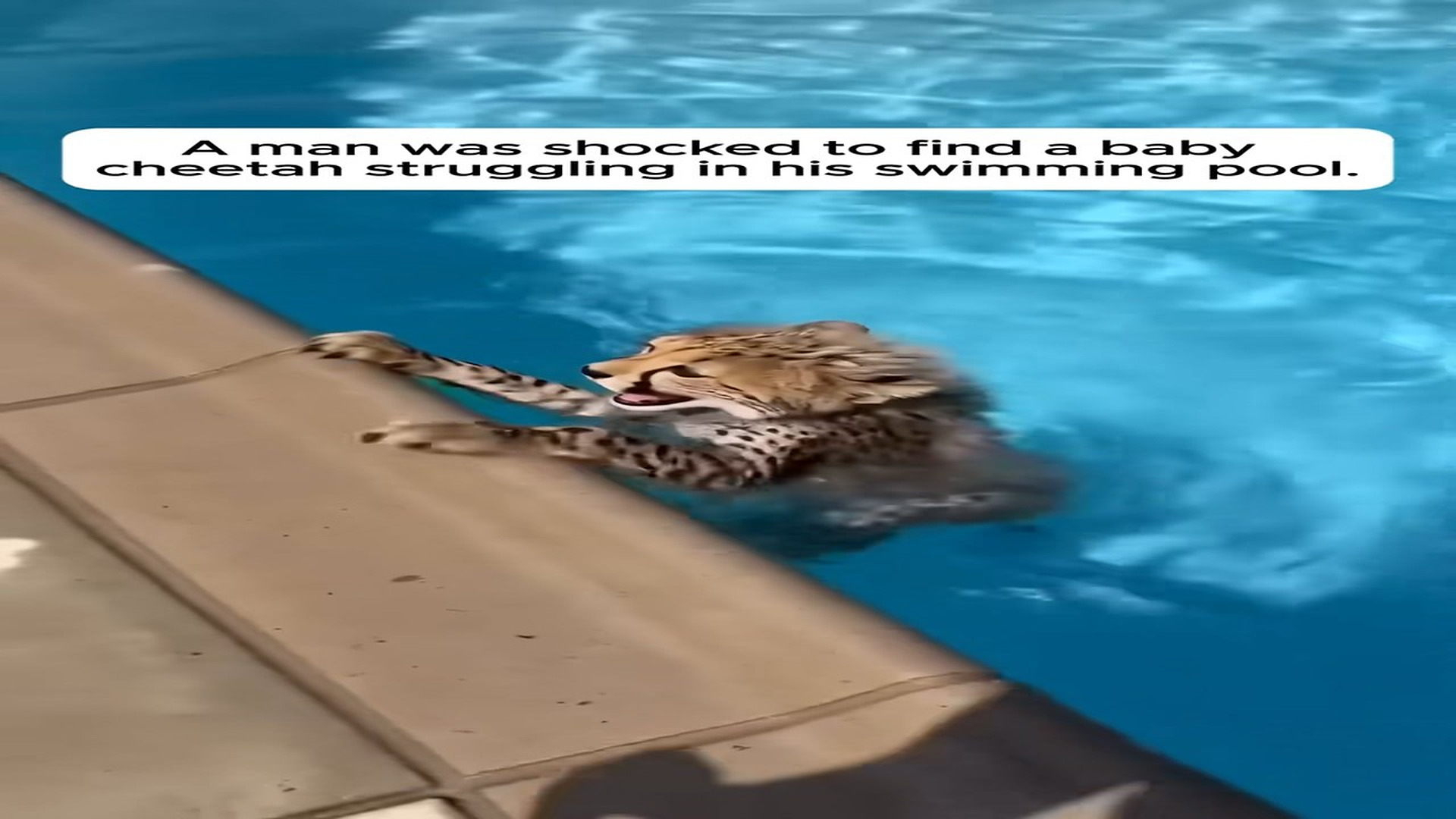 Full Video : N0808032_He Found A Baby Cheetah Drowning In His Swimming Pool #rescue #anima