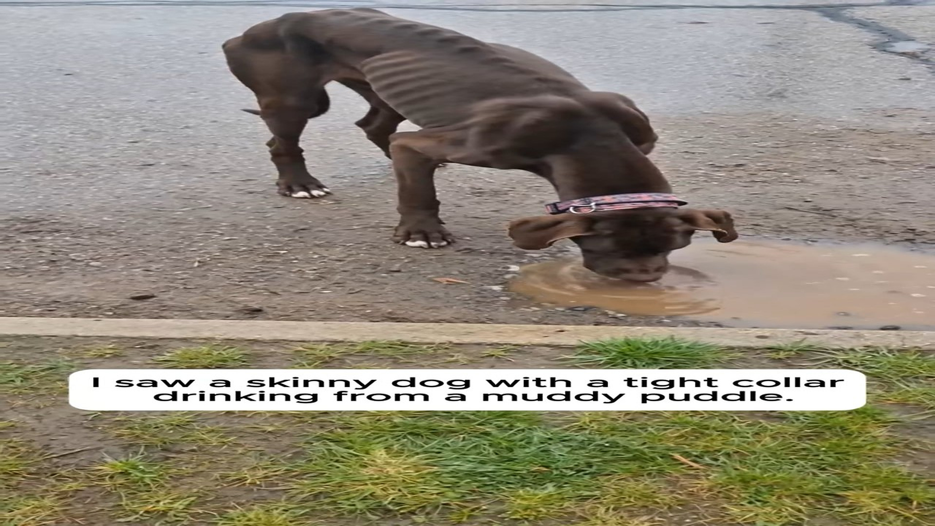 Full Video : N0808034_He Found A Starving Dog Drinking A Muddy Puddle #wholesome #ani