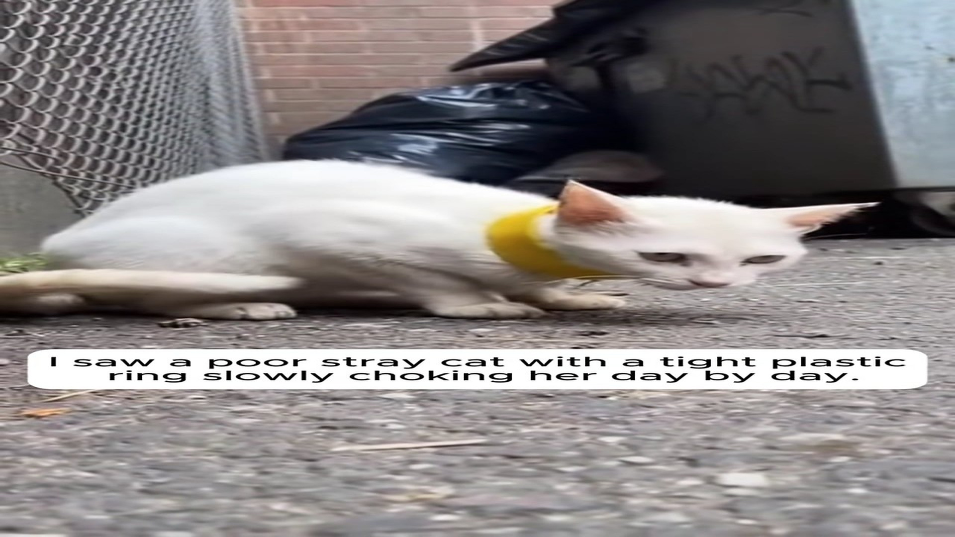 Full Video : N0808031_Cat Refused to Leave Man Who Saved Her #animallover #rescue