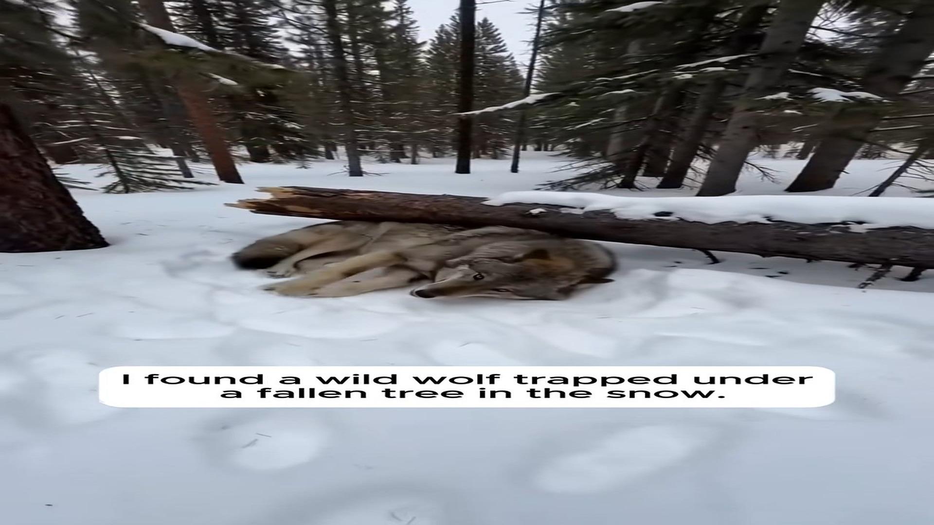 Full Video : N0808030_A Trapped Wolf Begged Him To Save Her Pups #love #wholesome #animal