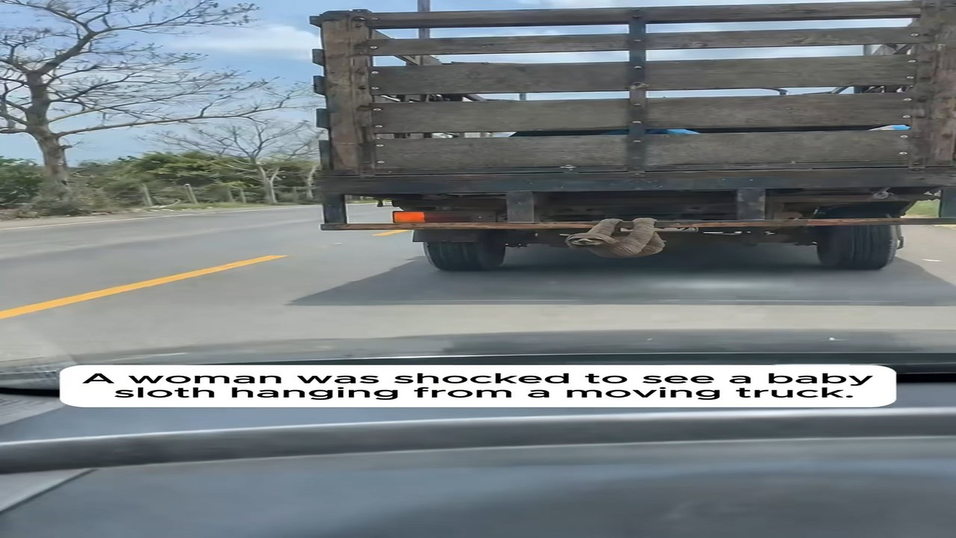 Full Video : N0808026_A Frightened Baby Sloth Was Trapped On A Moving Truck #rescue #anima