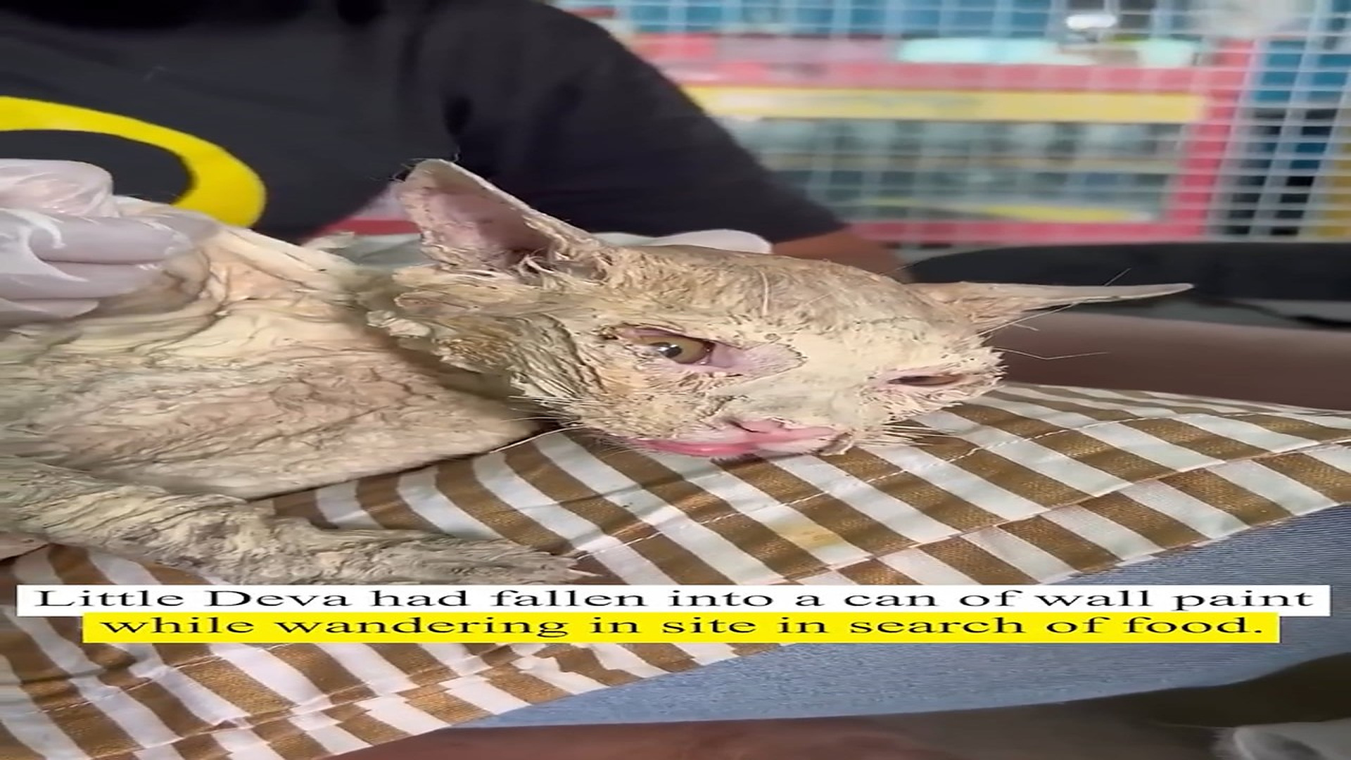 Full Video : N0808020_K Rescued a cat who had fallen in a can of paint which can be toxic to an